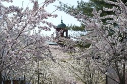 Photo of the campus belltower in spring and trees in bloom with pink flowers.