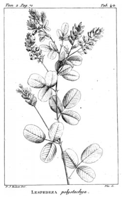 Photo of an old isllustration of a yellowspike orchid