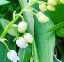 Small flower buds