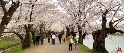Photo of a river and cherry blossoms in Japan
