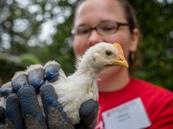 Photo of Montclair State University student wearing gloves and gently holding a chicken.