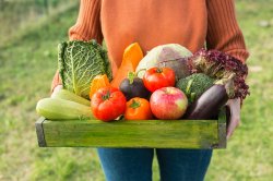 Someone holding basket full of vegetables