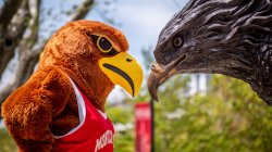 Rocky a olhar para a estátua do falcão