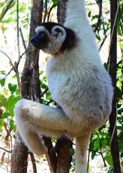 Borgerson’s team is using insects to increase food security and save endangered lemurs.