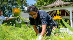 student pulling weeds from a garden in front of a gazeebo