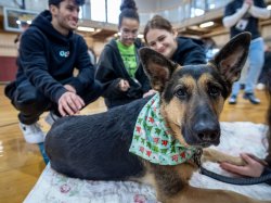 A German shepherd wearing a scarf looks at the camera while being petted by students.