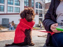 A puppy wears a red sweater.