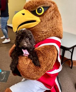 Rocky the Red Hawk, Montclair State University's mascot, holds a puppy.