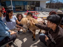 group of students smiling petting light brown horse
