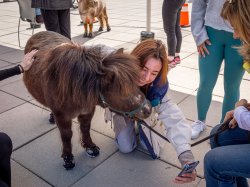 student posing for selfie with brown mini horse