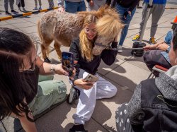 A student wearing glasses takes a selfie with a miniature horse, as a friend snaps a photo of them.