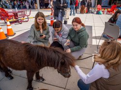 Three students gather around a miniature horse as a long line of students wait in the background.