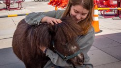 student kneeling next to brown mini horse and petting its mane