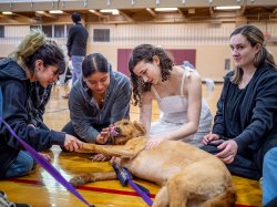 A dog laying on the floor is petted by four students.