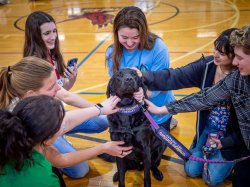 A black dog sits in the center as six students pet it.