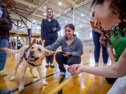 A dog wags its head and tail as smiling students reach out to pet it.