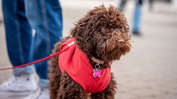 A close up of a brown puppy wearing a red vest and a red leash.