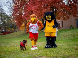 A red hawk mascot and a bear mascot walked with a puppy.