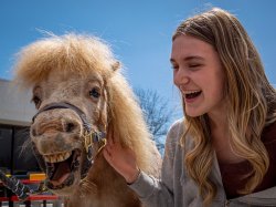 A student laughs with a mini-horse.