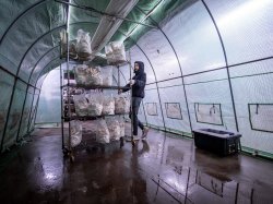 Godek moves a rack full of mushroom blocks in a greenhouse. (Photo by University Photographer Mike Peters)