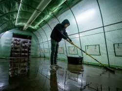 Godek uses a squeegee to push water into the drain in a greenhouse.