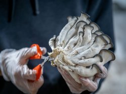 Godek trims mushrooms to remove dirt and substrate at the bottom, ensuring a quality product for customers.