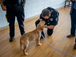 Patrolman Raymond (RJ) Miller of the Montclair State University Police Department kneels on a wood floor, as he scratches the ears of Summer, a golden retriever therapy dog. Summer stands calmly in front of him on a leash.