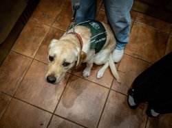 A yellow Labrador retriever wearing a green “Seeing Eye Puppy” vest sits close to its handler’s legs on a tiled elevator floor.