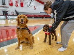 Alt Charley, a golden retriever wearing a black harness, sits on a shiny basketball court, while Pebbles, a mini chocolate labradoodle in a red outfit, stands nearby with a handler. I