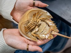 Close-up of Kelly Witters’ hands holding the underside of a preserved horseshoe crab molt, showing its legs and tail on a lab bench.