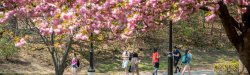 Students walking under blooming trees