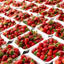 Strawberries in white containers.