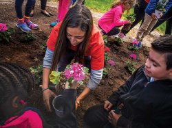 Student from the College of Education and Human Services of planting flower into soil.