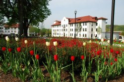 Chapin hall with tulips