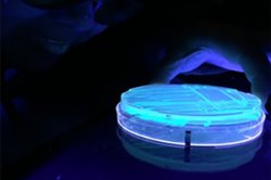 bacteria glow in antibiotics