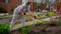 working in the community garden