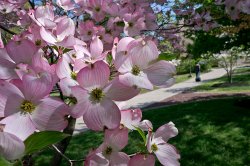 Picture of spring tree blossoms on campus.