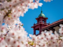 College Hall Tower with Cherry Blossoms in foreground