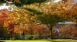 Image of fall foliage on campus.