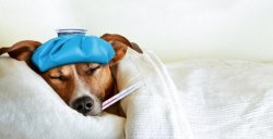Dog sleeping in bed with a thermometer in his mouth