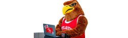 Rocky the Red Hawk sitting working on his laptop.