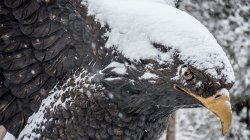 Photo of the hawk statue with snow on top