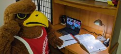 Rocky the Red Hawk in a Zoom meeting