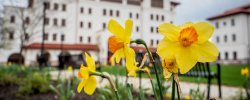 Picture of spring daffodils on campus.