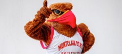 Rocky the Red Hawk remembering important info