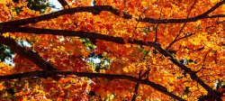 Image of fall leaves from a tree on campus.
