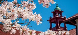 Picture of a spring bloosom tree with the Cole Hall bell tower in the background