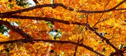 Picture of fall trees on campus