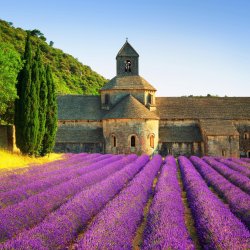Photo of the Abbey of Senanque and blooming rows lavender flowers at sunset in France.