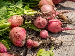 A bunch of freshly harvested radishes, still dirty, on a wooden surface.